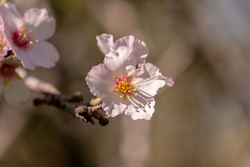 Pink almond blossom on an almond tree. Flowering almonds in the spring garden.
