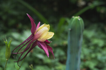 Aquilegia flower close-up macro with blurred background
