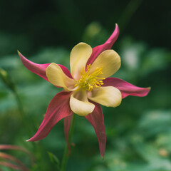 Aquilegia flower close-up macro with blurred background