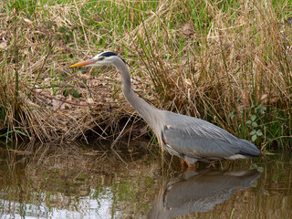 P4060488 Great blue heron, Ardea herodias, wading in a pond cECP 2021