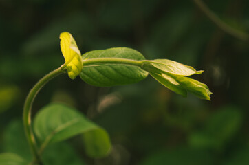 Climbing plant leaves close-up macro