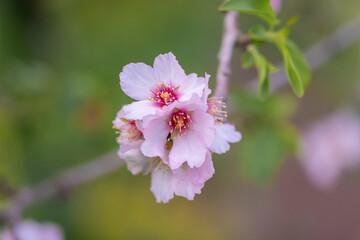 Pink almond blossom on an almond tree. Flowering almonds in the spring garden.