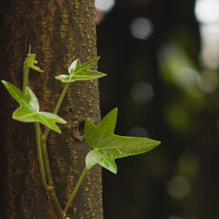 Edera leaves close-up with blurred background