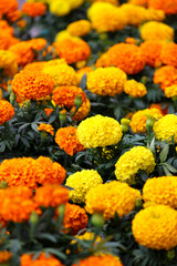 flor de cempasúchil en México de la temporada del día de los muertos 