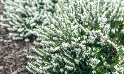 White heather growing in the garden