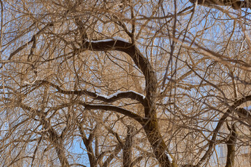 Tree branches and blue sky.