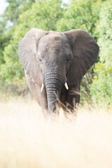 An African Elephant seen on a safari in South Africa