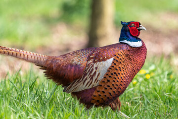 Portrait of a male pheasant (phasianus colchicus) in an orchard