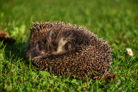 Igel, Herbst, Stachel, Stacheln, Schnauze, Nase, Jungtier, Jung, klein, Ohr, Ohren, Braunbrustigel, S&auml;ugetier, Hand, Finger, streicheln, sorgen, pflegen, Fingernagel, Jahreszeit, Schutz, Hilfe, Waffe,