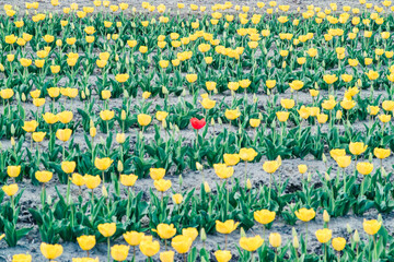 field of yellow tulips