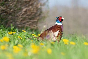 Portrait of a male pheasant (phasianus colchicus) in a meadow