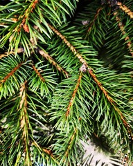 branches of a pine