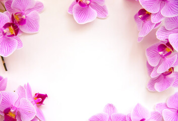 Frame of orchid flowers on a white background. The flowers are purple in color.
