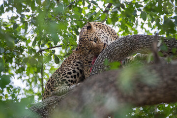 A Male leopard seen feeding in a tree on a safari in South Africa