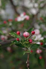 Obraz na płótnie Canvas blooming apple tree in spring in the garden