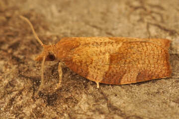Closeup on the dark fruit-tree tortrix or apple brown tortrix micro moth , Pandemis heparana