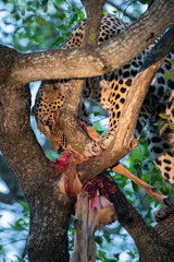 A Male leopard seen feeding in a tree on a safari in South Africa