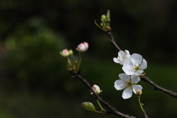 Natural background with the white flowers in bloom in springtime. Horizontal image