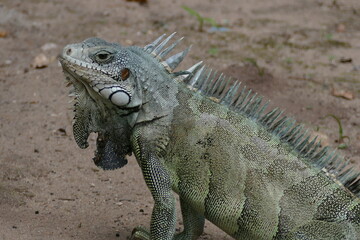 Wild green iguana, iguanidae family. Amazon rainforest near Alter do Chao, state of Pará, Brazil