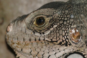 Fototapeta premium Detail photo of the head of a green iguana, iguanidae family, living wild in the Amazon rainforest, state of Pará, Brazil.