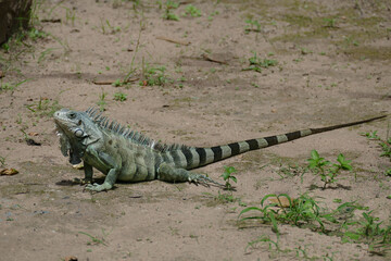 Wild green iguana, iguanidae family. Amazon rainforest near Alter do Chao, state of Pará, Brazil