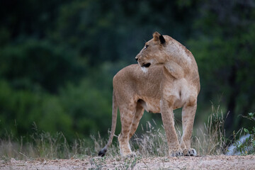 Naklejka na ściany i meble A female Lion seen on a safari in South Africa