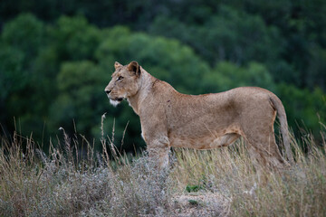 A female Lion seen on a safari in South Africa