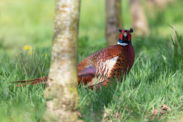 Portrait of a male pheasant (phasianus colchicus) in a meadow