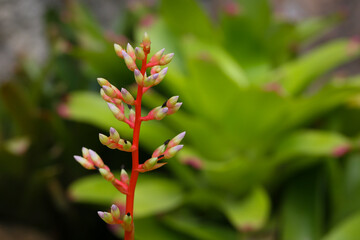 Aechmea is an ornamental plant that is grown in shade or less sun.
