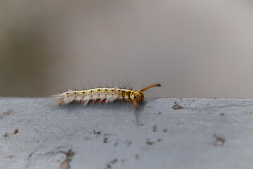 A caterpillar walks on a bridge rail.