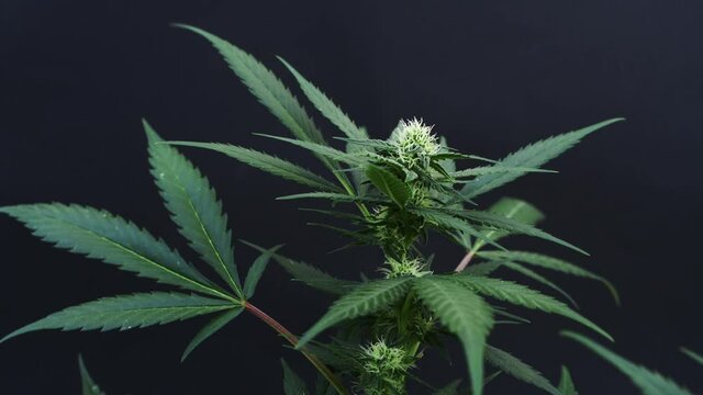 Detail of flowering marijuana plant on black background