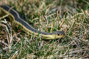 Eastern Garden Snake