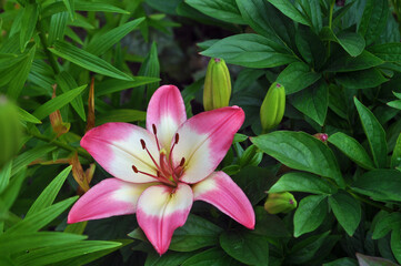 Asiatic Lily Levi pink flowers with soft white halos around small, dark centers.
