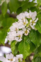 White blossoming apple trees. White apple tree flowers
