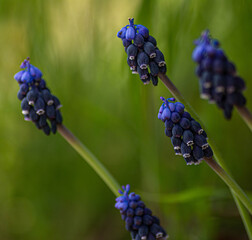 a close-up with Grape Hyacinth flowers with selective focus