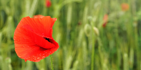 Naklejka premium Bright wild red poppy flower, petals wet from rain, closeup detail