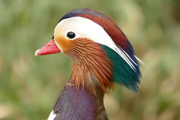 Mandarinente, Portrait