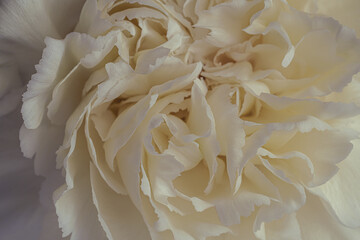 Closeup Image Of Beautiful white Flower.Abstract background.