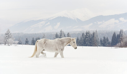 Naklejka premium White horse standing on snow field, side view, blurred trees in background