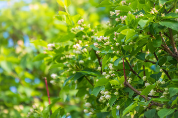 White blossoming apple trees. White apple tree flowers