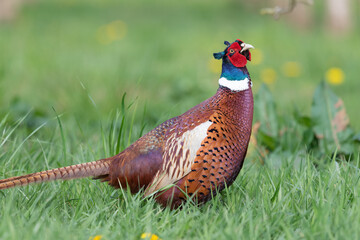 Portrait of a male pheasant (phasianus colchicus) in a meadow