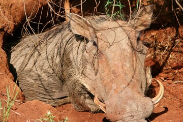 Naklejka na ściany i meble Closeup portrait of wild warthog (Phacochoerus africanus) in Swaziland.
