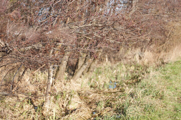 Bushes along river Kromme zweth near 't Woudt in The Netherlands with vegetation on shore