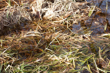 River Kromme zweth near 't Woudt in The Netherlands with vegetation on shore