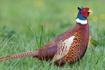 Portrait of a male pheasant (phasianus colchicus) in a meadow