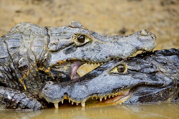 Closeup face-on portrait of two Black caiman (Melanosuchus niger) fighting with jaws locked in...