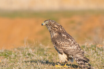 Birds of prey - Young northern goshawk Accipiter gentilis