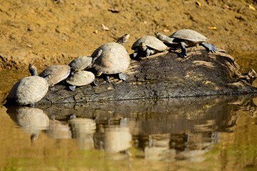 Group of Yellow-spotted river turtles (Podocnemis unifilis) with perfect reflection in water in the...
