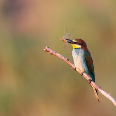 European bee eater Merops apiaster sits on a branch with a dragonfly in its beak