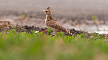 Crested lark Galerida cristata in natural habitat